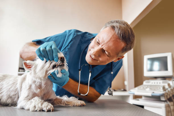 Best Broken or Chipped Tooth Repair in Mantachie, MS